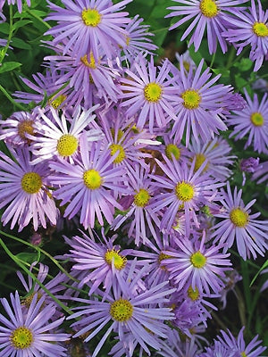 ASTER x FRIKARTII 'MÖNCH'