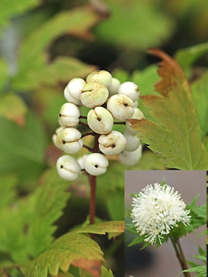 ACTAEA RUBRA f.NEGLECTA NNS 03-5