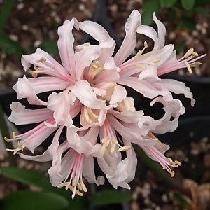 NERINE 'LADY CYNTHIA COLVILLE'