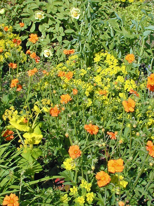 GEUM 'STARKER'S MAGNIFICUM'