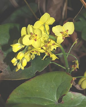 EPIMEDIUM PINNATUM subsp.COLCHICUM