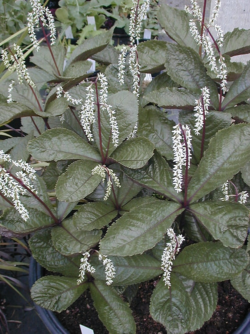 CHLORANTHUS SESSILIFOLIUS 'DOMINO'