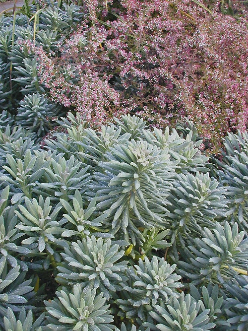 EUPHORBIA CHARACIAS 'PORTUGUESE VELVET'
