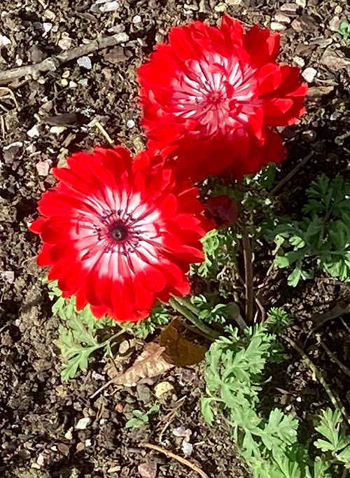 ANEMONE CORONARIA 'THE GOVERNOR'