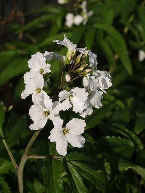 CARDAMINE HEPTAPHYLLA 'GUINCHO FORM'