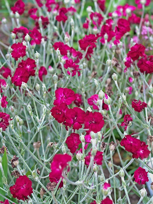 LYCHNIS CORONARIA 'GARDENER'S WORLD'