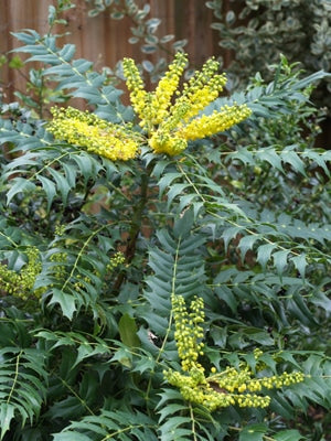 MAHONIA x MEDIA 'CHARITY'