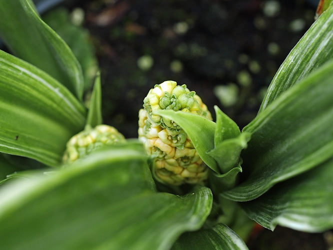 ROHDEA JAPONICA 'GODAISHU'