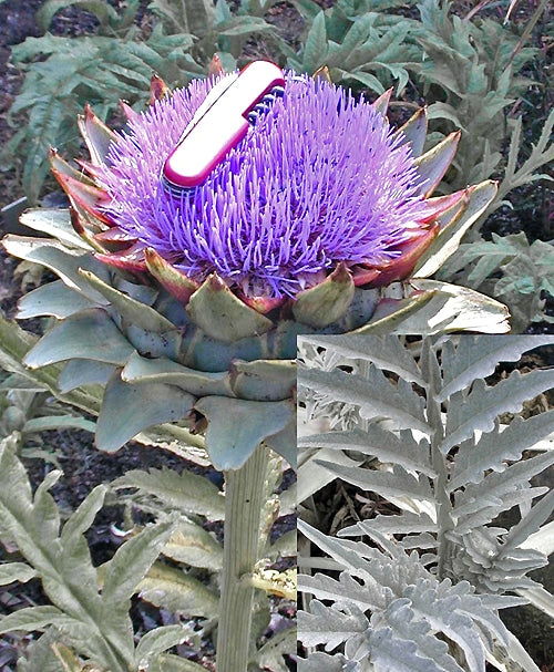 CYNARA 'GROS VERT DE LÂON'