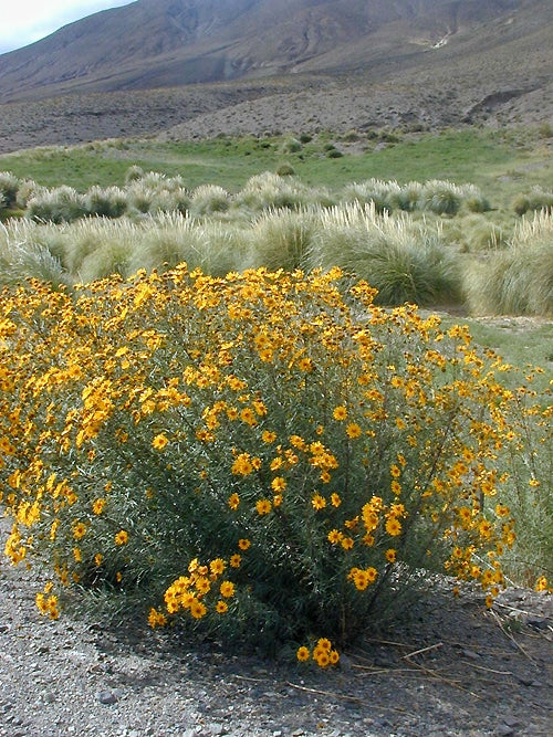 HELIOMERIS MULTIFLORA RCB RA-CC-3