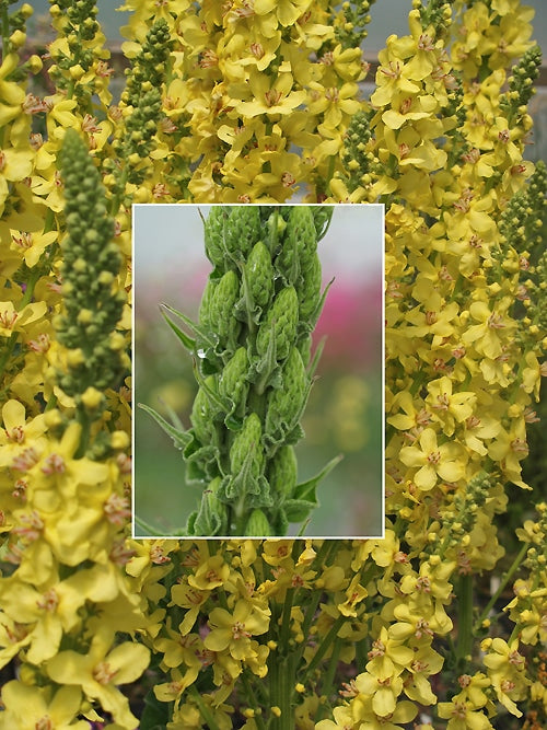 VERBASCUM 'CHRISTO'S YELLOW LIGHTNING'