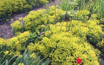 EUPHORBIA CYPARISSIAS clone 2