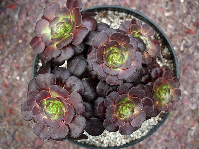 aeonium blushing beauty succulent AEONIUM 'BLUSHING BEAUTY'