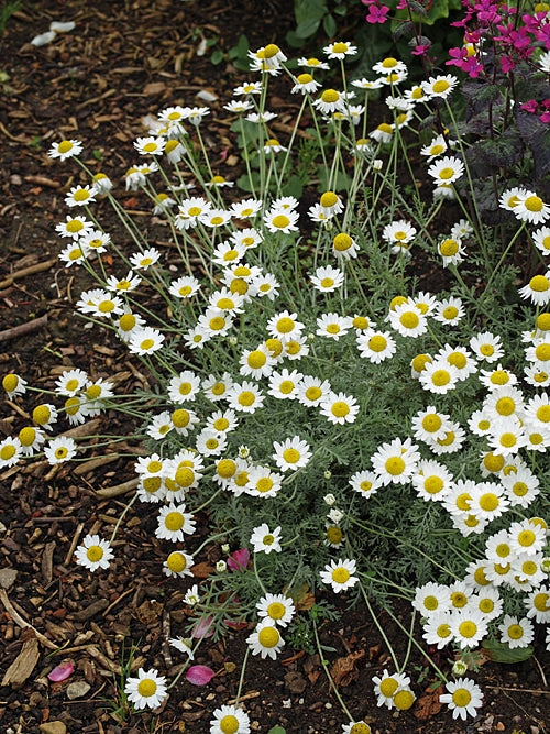 ANTHEMIS PUNCTATA subsp.CUPANIANA 'NANA'