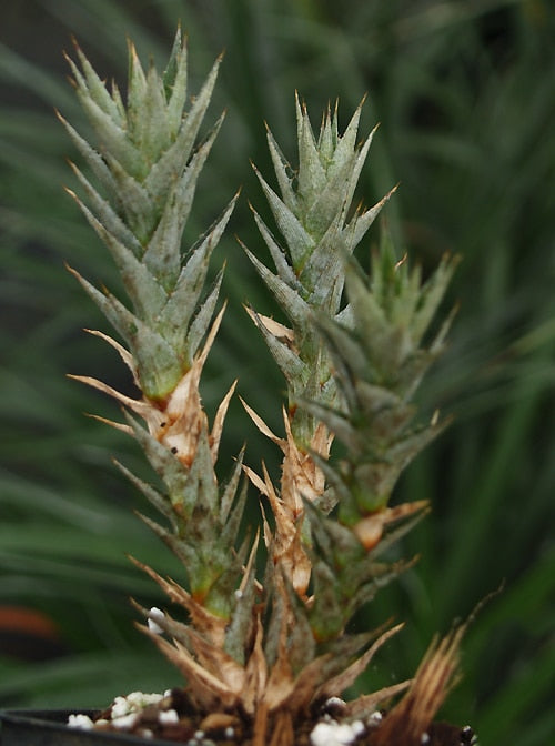 DEUTEROCOHNIA SP. HR 5131