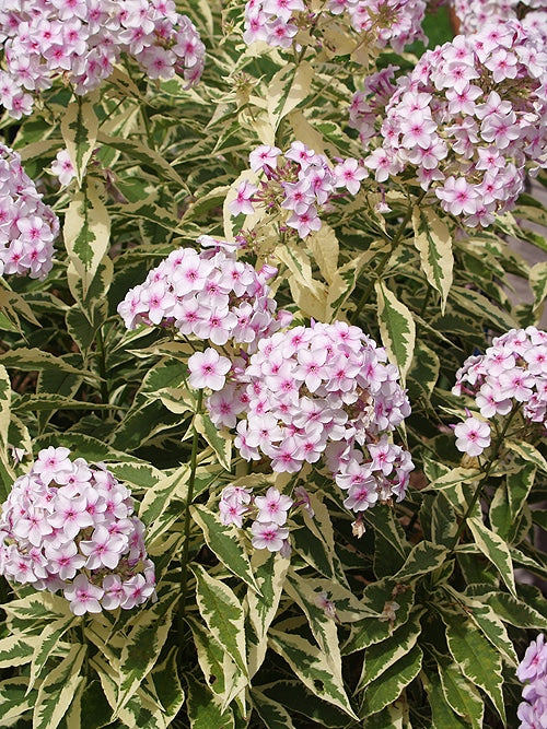 PHLOX PANICULATA 'NORA LEIGH'