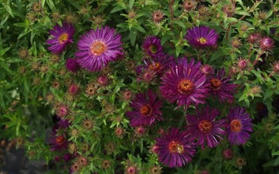 SYMPHYOTRICHUM NOVAE-ANGLIAE 'HELEN PICTON'