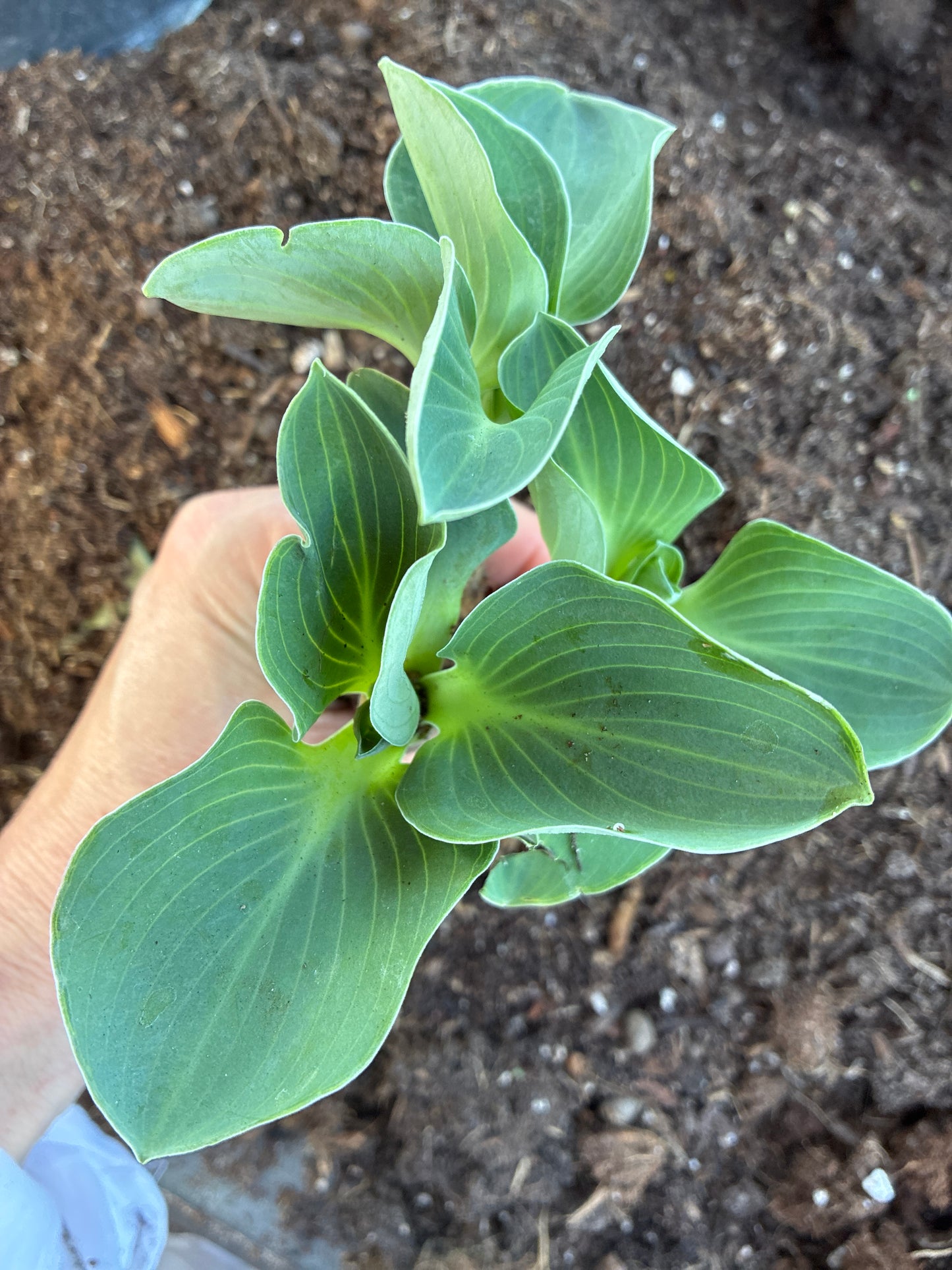 Hosta ‘Blue Mouse Ears’ | Miniature Blue Hosta