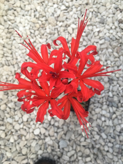 NERINE 'HON MRS KINGSCOTE'