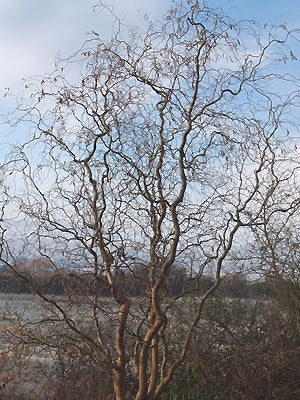 SALIX x SEPULCRALIS 'DART'S SNAKE'