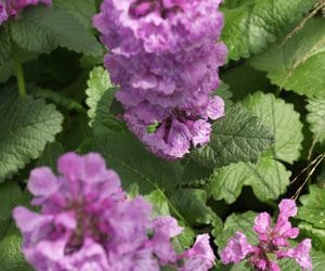 Betonica macrantha 'Violacea' | Hardy Purple Spikes for Borders