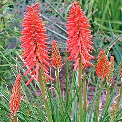 KNIPHOFIA 'NANCY'S RED'