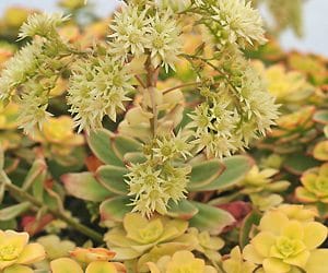 AEONIUM DECORUM 'VARIEGATUM'