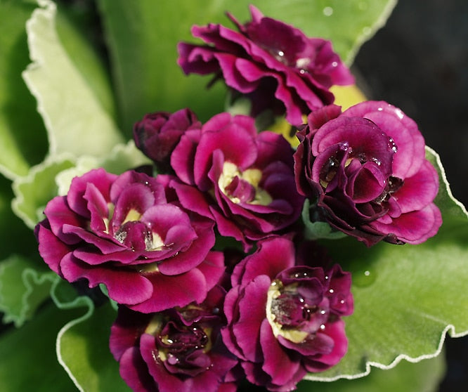 PRIMULA AURICULA 'WALTON HEATH'