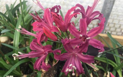 NERINE 'QUEST'