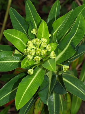 EUPHORBIA STYGIANA