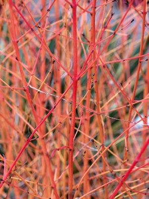 CORNUS SANGUINEA 'MIDWINTER FIRE'