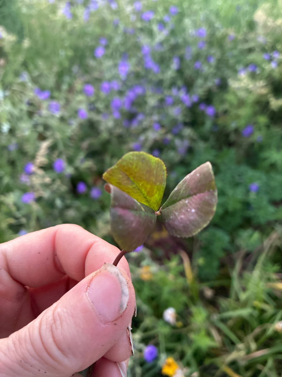 TRIFOLIUM REPENS 'WILLIAM'