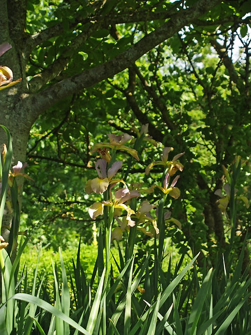 IRIS SPURIA 'LA SENDA'