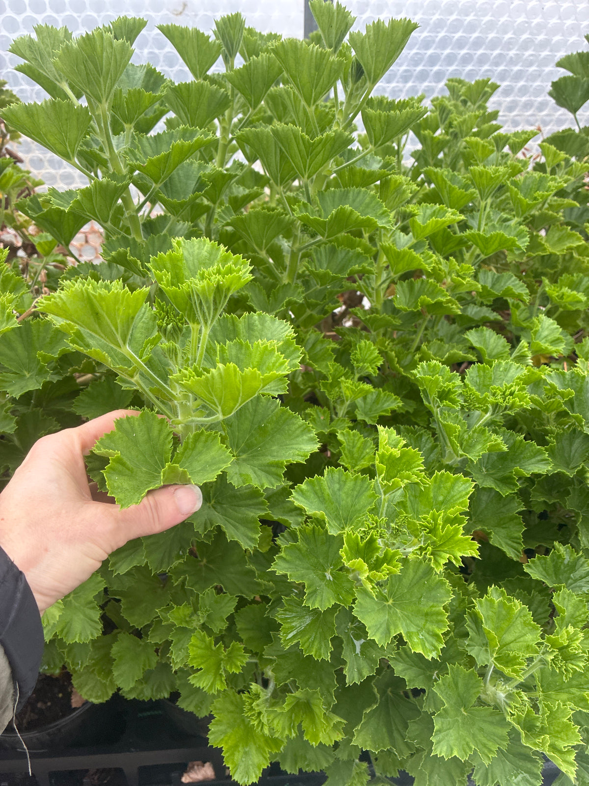 PELARGONIUM ‘HINDOO’