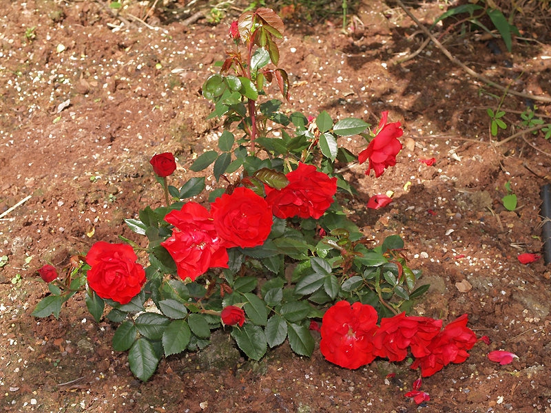 ROSA 'LA SÉVILLANA'