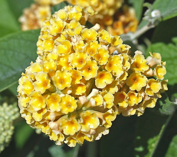 BUDDLEJA x WEYERIANA 'SUNGOLD'