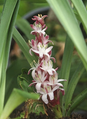 REINECKEA aff.CARNEA from SICHUAN