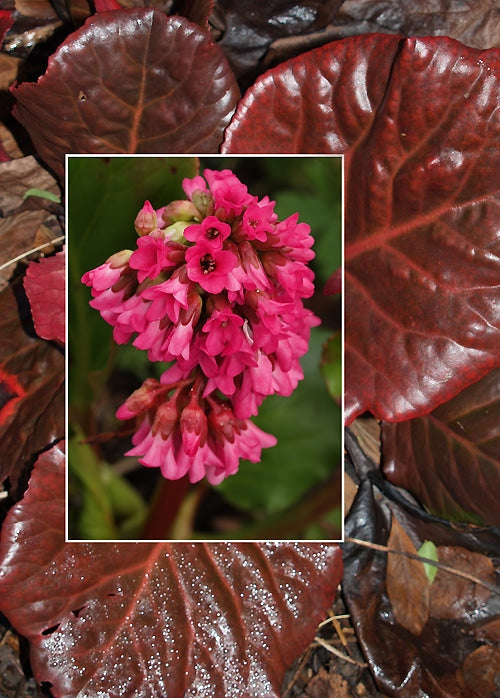 BERGENIA 'BARTÓK'