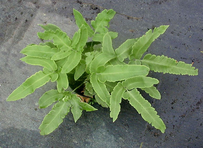 DRYOPTERIS SIEBOLDII