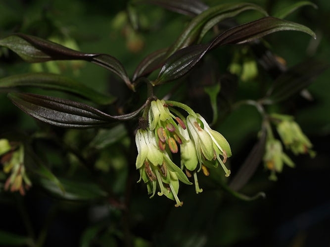 DISPORUM LONGISTYLUM 'NIGHT HERON' DJHC 739
