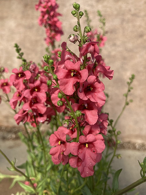 DIASCIA VIGILIS 'RUPERT LAMBERT'