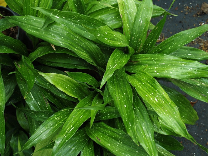ASPIDISTRA LURIDA 'GINGA GIANT'