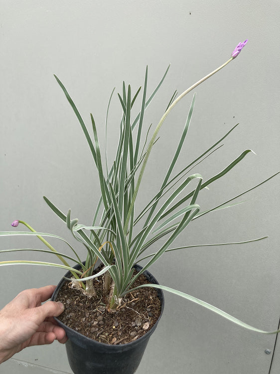 Tulbaghia 'Silver Lace'