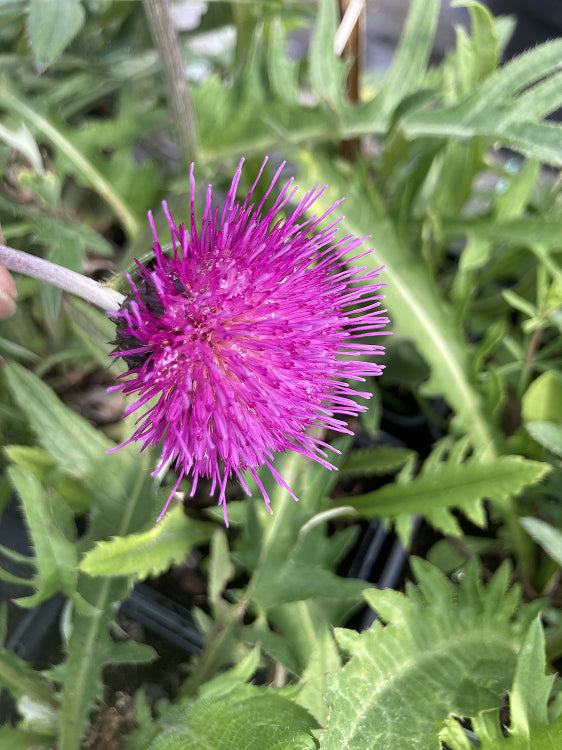 Cirsium rivulare 'Trevor's Blue Wonder'