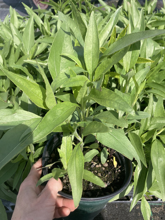Helianthus 'Miss Mellish'