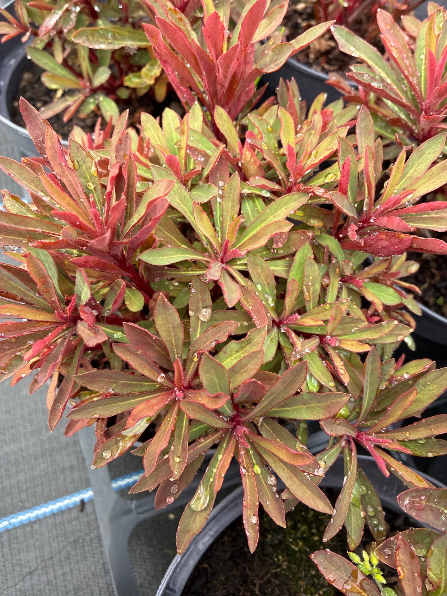 EUPHORBIA 'MINER'S MERLOT'