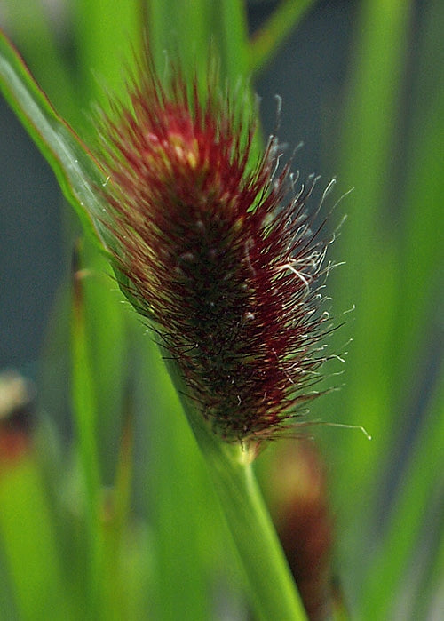 PENNISETUM THUNBERGII 'RED BUTTONS'