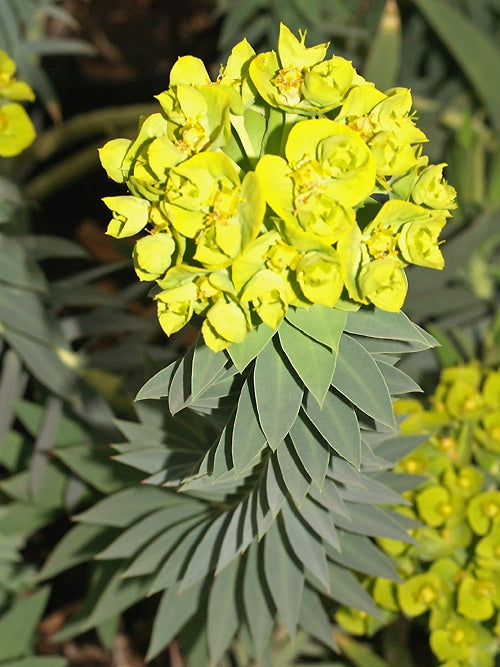 EUPHORBIA RIGIDA
