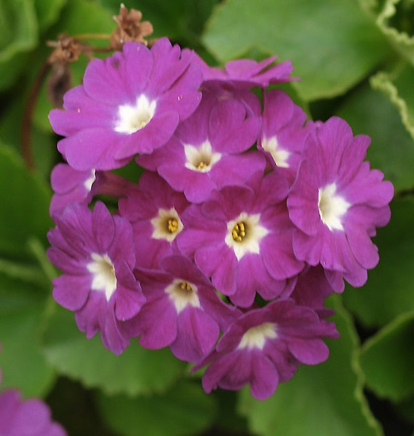 PRIMULA x PUBESCENS 'CHRISTINE'