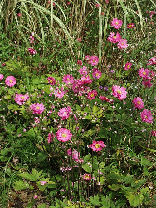 ANEMONE HUPEHENSIS 'ROTKÄPPCHEN'